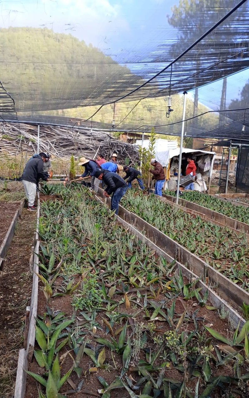 SE REFUERZA LA CONSERVACIÓN AMBIENTAL Y DESARROLLO DE PRODUCTORES CON EL MAGUEY