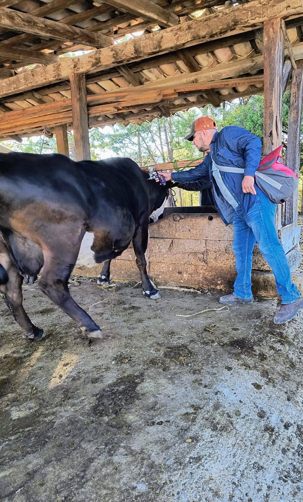 VACUNACIÓN ANTIRRÁBICA EN TLAXIACO PROTEGE A MÁS DE 5,000 GANADOS