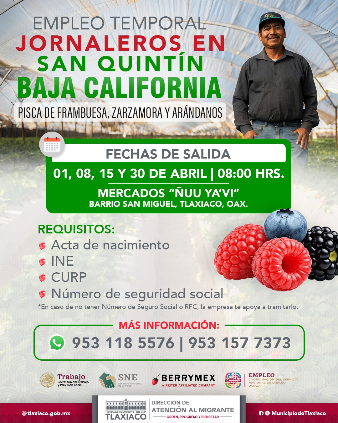 JORNALEROS AGRÍCOLAS EN BAJA CALIFORNIA, PARA PISCA DE FRAMBUESA, ZARZAMORA Y ARÁNDANOS.