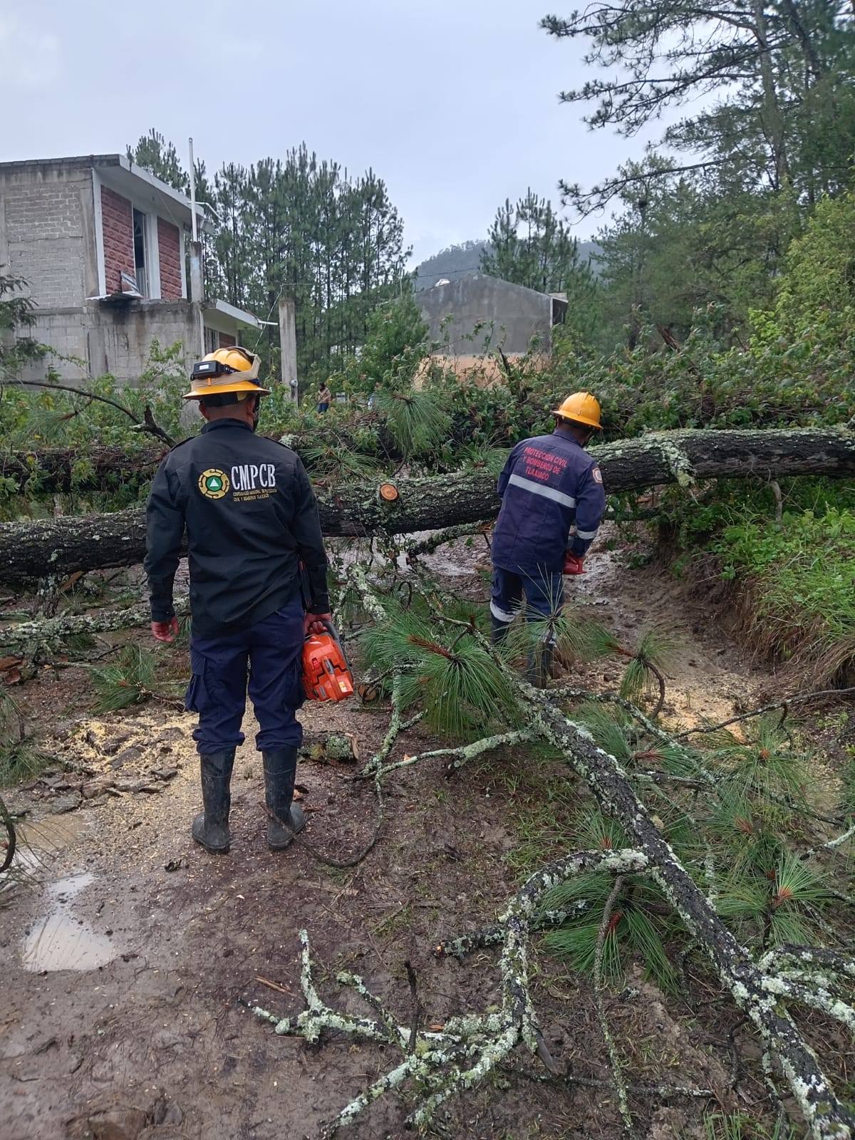 PROTECCIÓN CIVIL DE TLAXIACO ATIENDE CAÍDA DE ÁRBOL EN EL LIBRAMIENTO NORTE