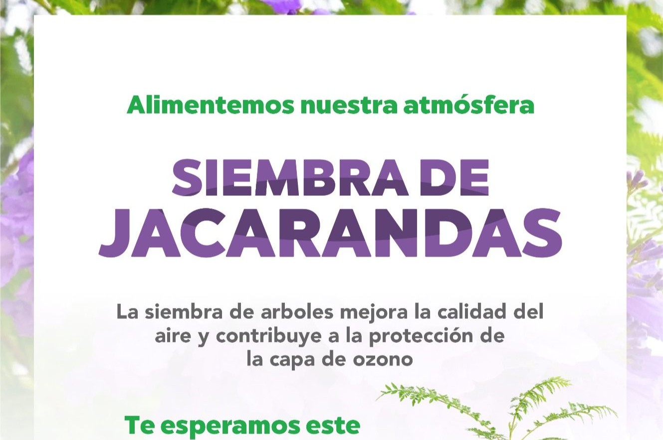 ALIMENTEMOS NUESTRA ATMOSFERA: SIEMBRA DE JACARANDAS