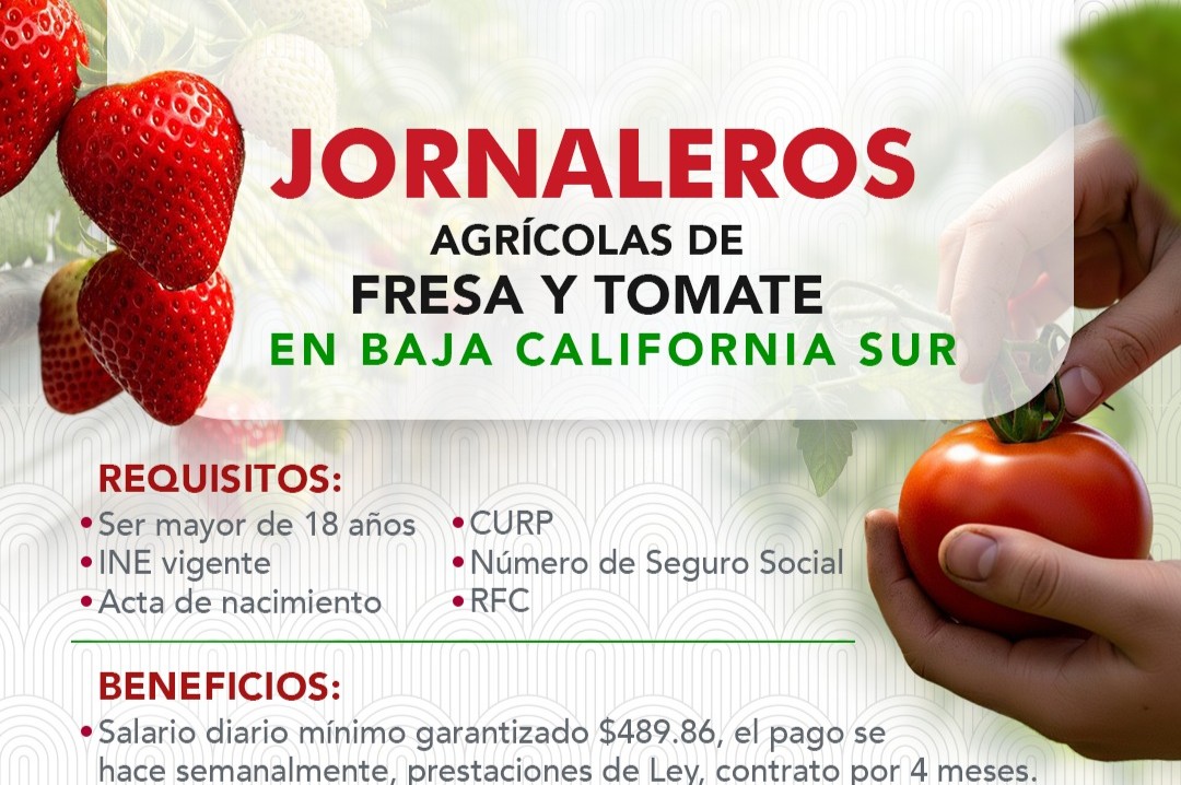 JORNALEROS AGRÍCOLAS DE FRESA Y TOMATE EN BAJA CALIFORNIA SUR
