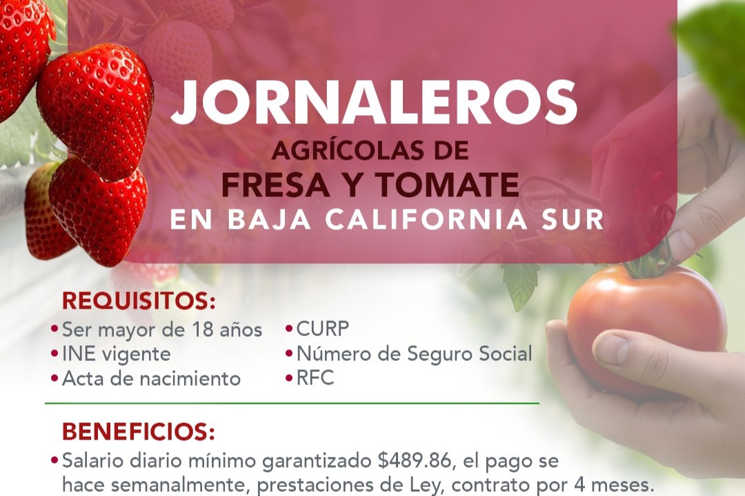 SE ABRE LA CONVOCATORIA PARA JORNALEROS AGRÍCOLAS DE FRESA Y TOMATE EN BAJA CALIFORNIA SUR
