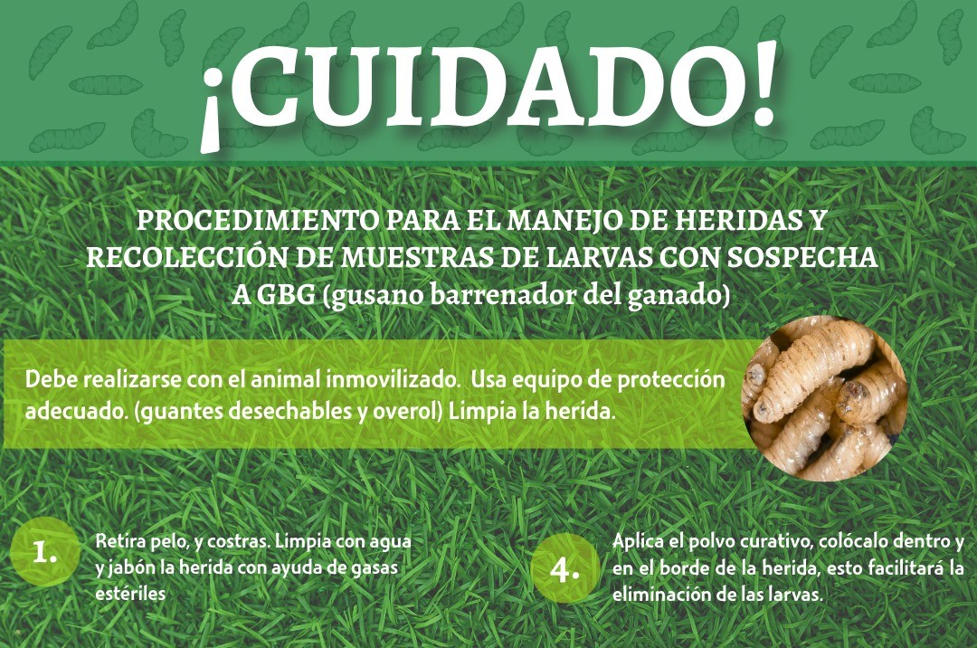 REVISIÓN Y ATENCIÓN INMEDIATA, ACCIONES ESENCIALES CONTRA EL GUSANO BARRENADOR